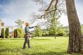 Best Arborist Consultation Services  in Cranston, RI