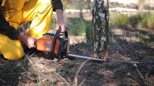 Best Tree Preservation Services  in Cranston, RI