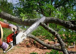 Best Tree Disease Treatment  in Cranston, RI