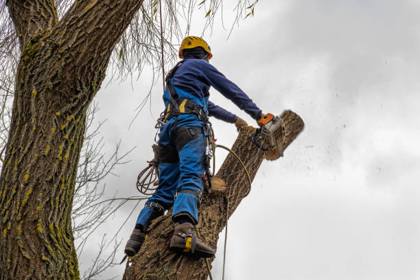 Best Leaf Removal  in Cranston, RI