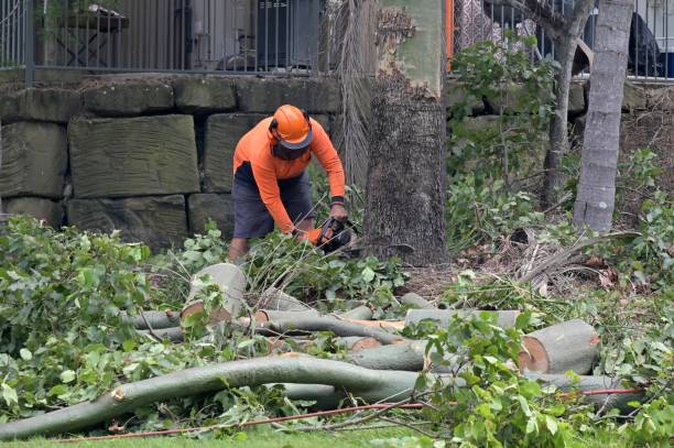 Best Stump Grinding and Removal  in Cranston, RI