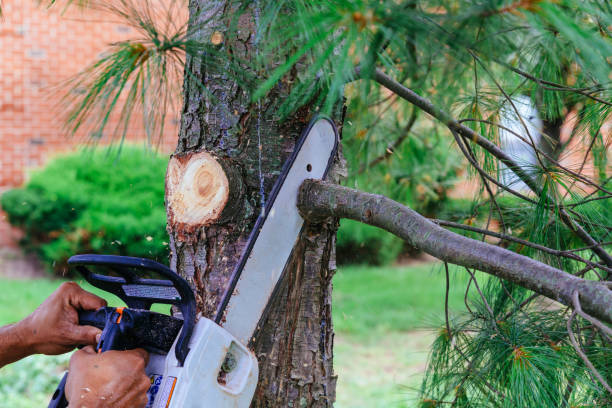 Best Fruit Tree Pruning  in Cranston, RI